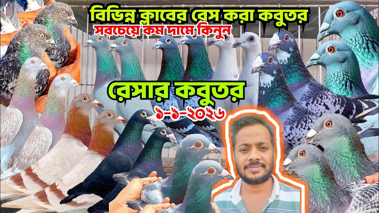 বিভিন্ন ক্লাবের রেস করা রেসার কবুতর কিনুন। সবচেয়ে কম দামে রেসার কবুতর বিক্রি হবে। জনি ভাইয়ের খামার