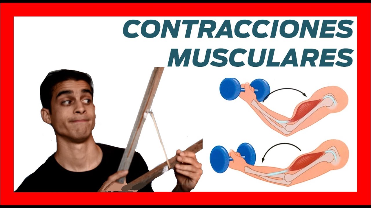 💪 Tipos CONTRACCIONES MUSCULARES ❗❗ [Ejemplos] concentricas y excentricas