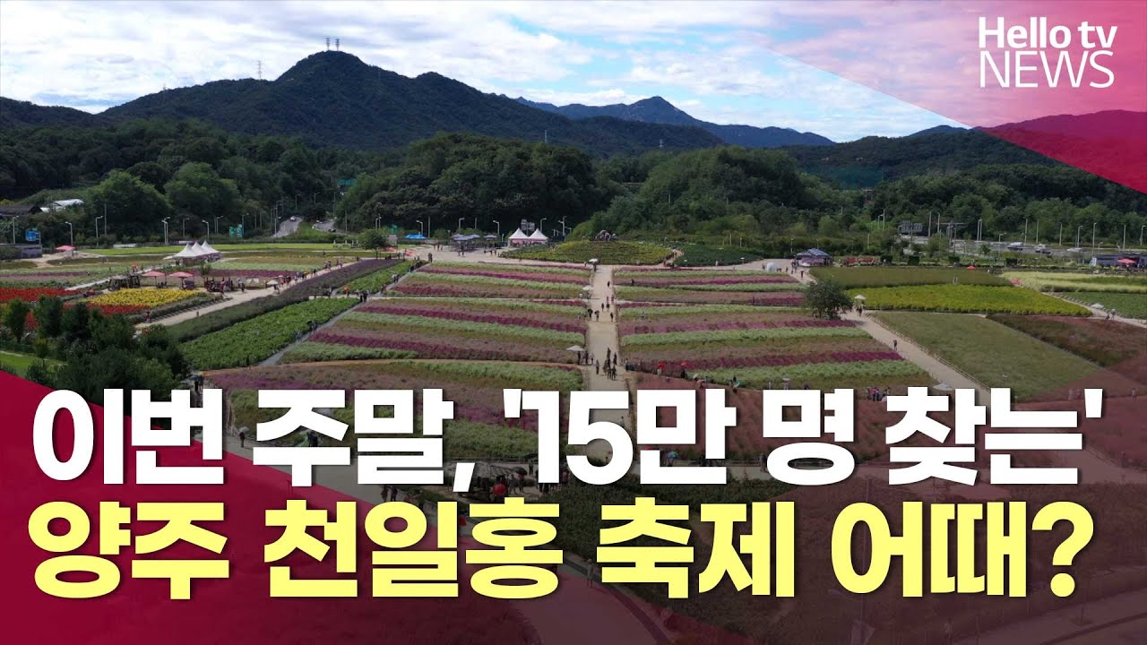 이번 주말, '15만 명 찾는' 양주 천일홍 축제 어때? | #헬로tv뉴스