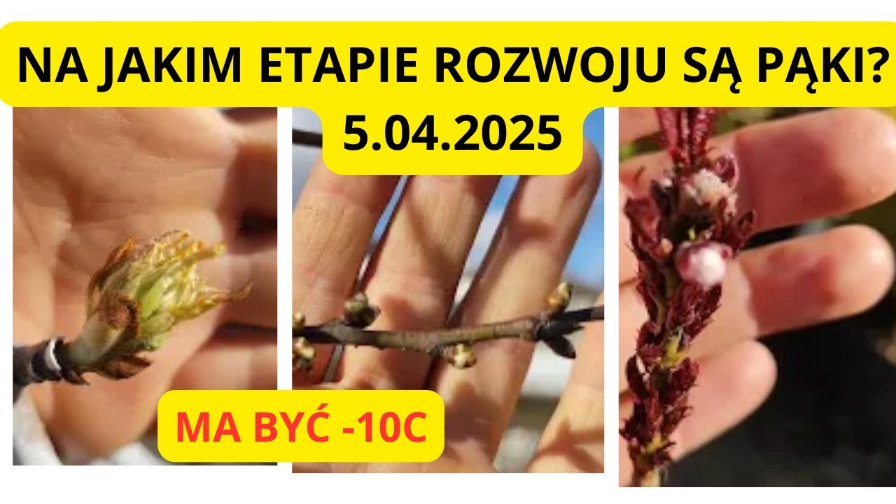 Na jakim etapie rozwoju są drzewka i krzewy przed przymrozkami?(nawet do -10 C). Podziękowania!