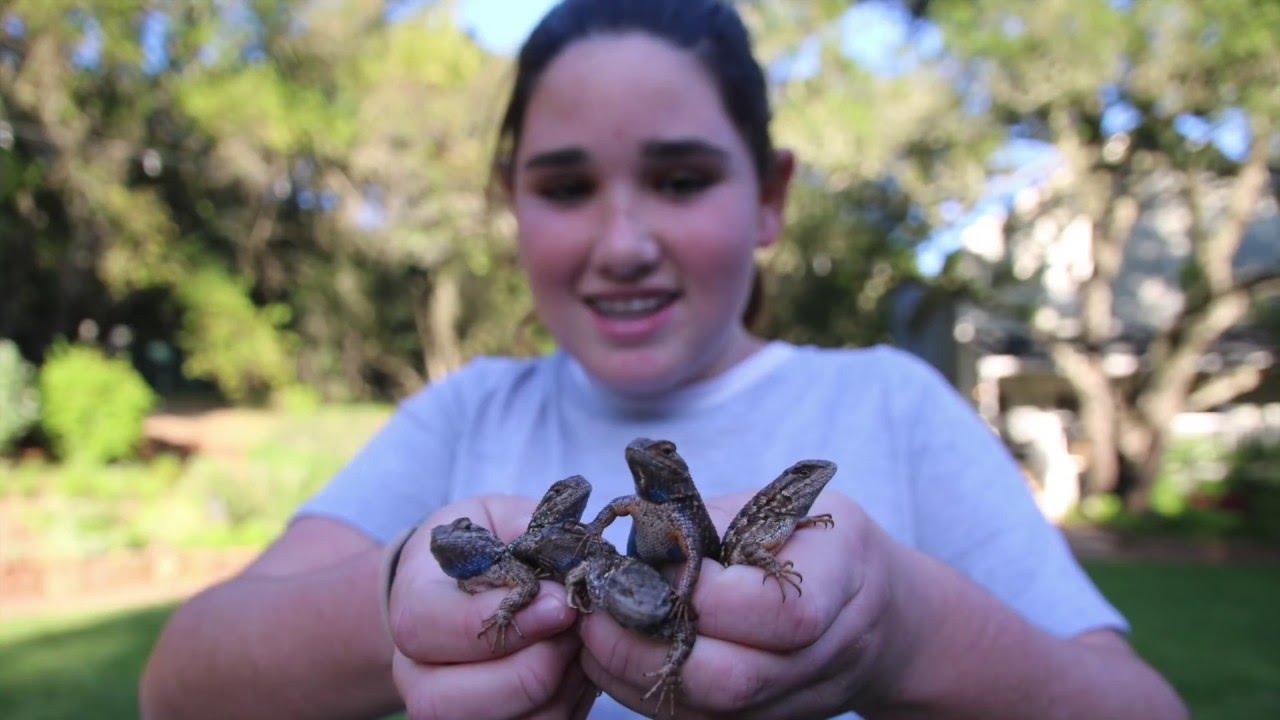 HOW TO LASSO AND RACE LIZARDS ( FAMILY FUN )