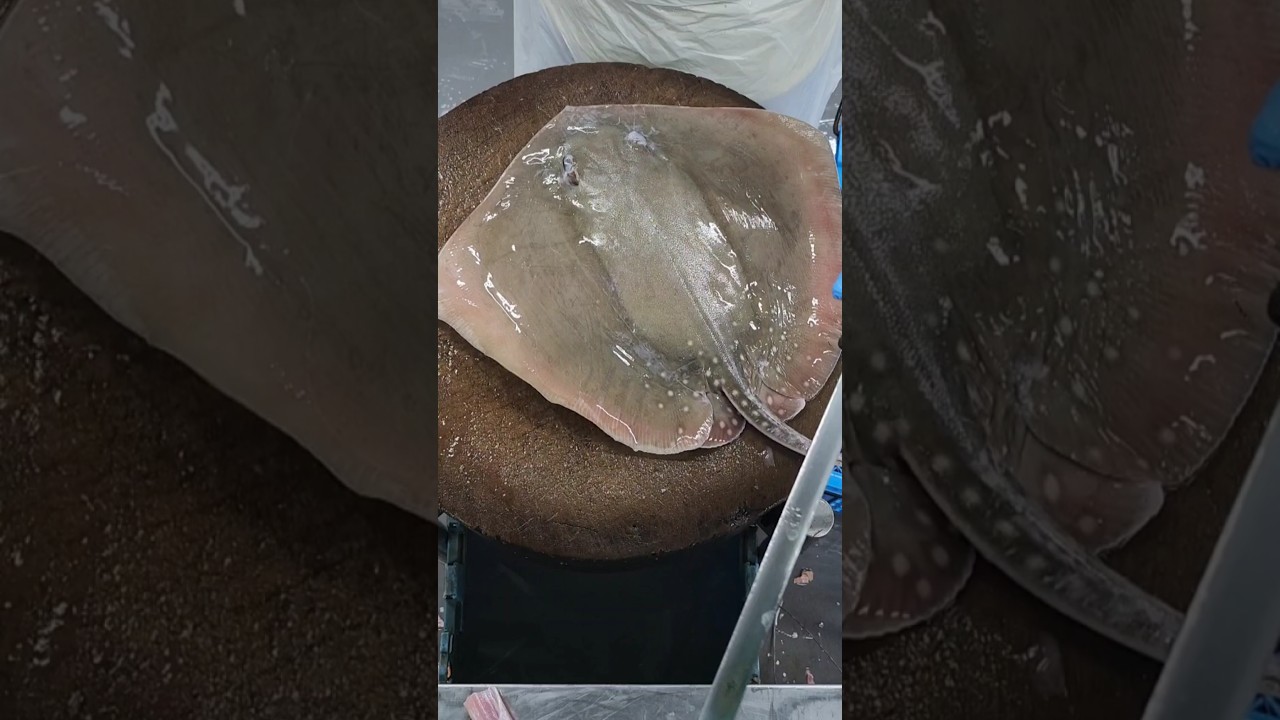 Cara lapah kulit ikan pari/skinning stingray #cuttingskils #fishcuting #foryou