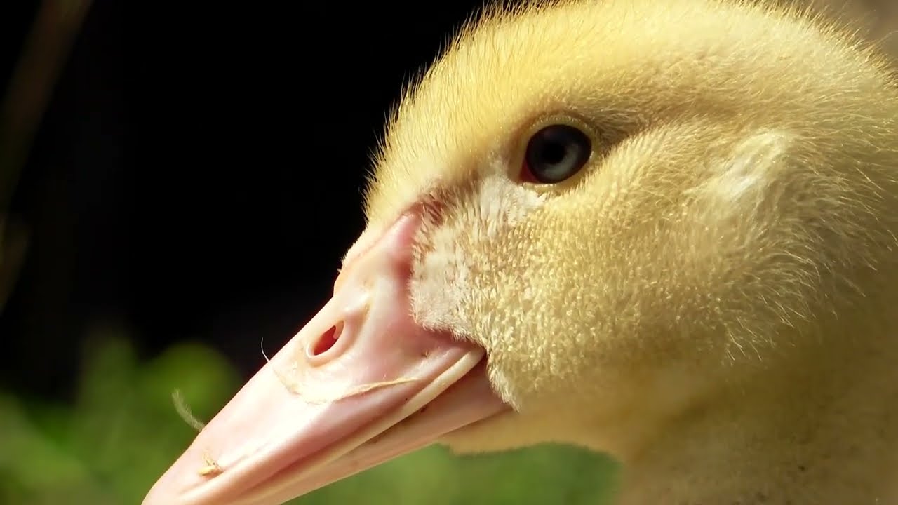Ducks 2022 