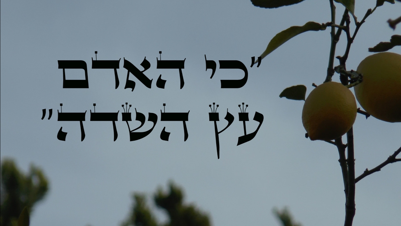 אדיר איתן - סדר ט