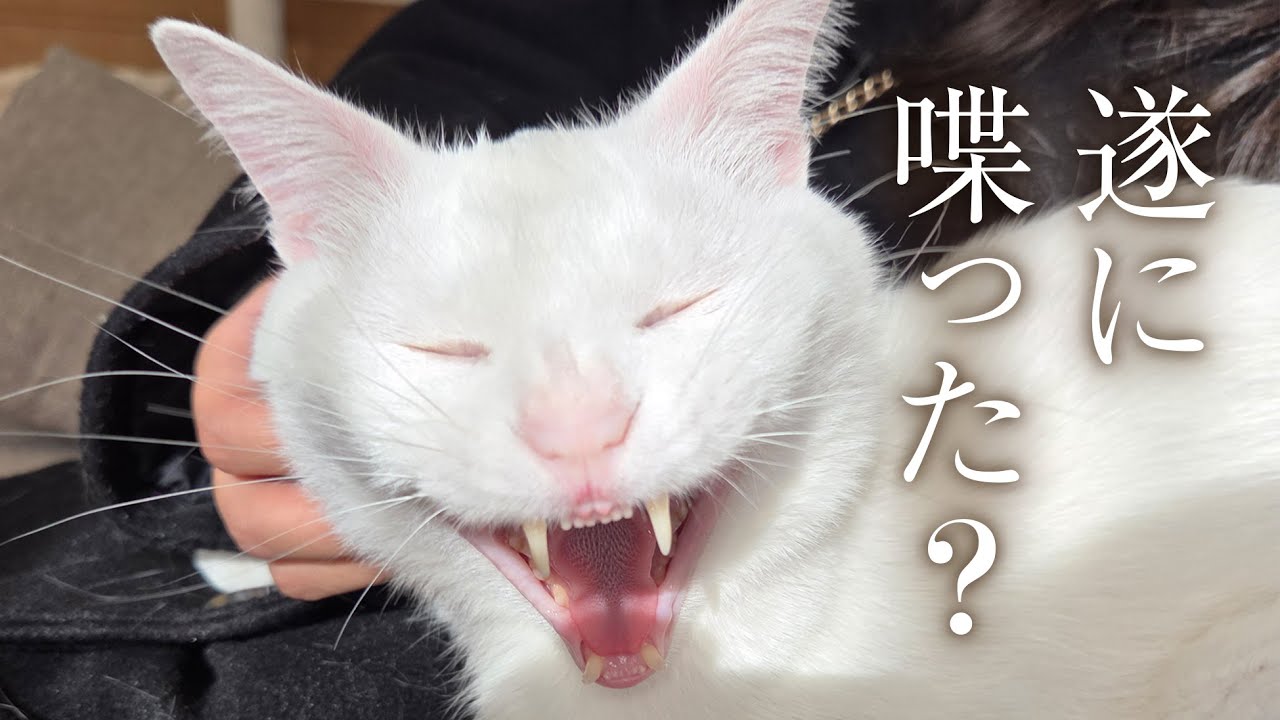 なぜ、私の周りの猫は、異常に人懐っこいのでしょう。