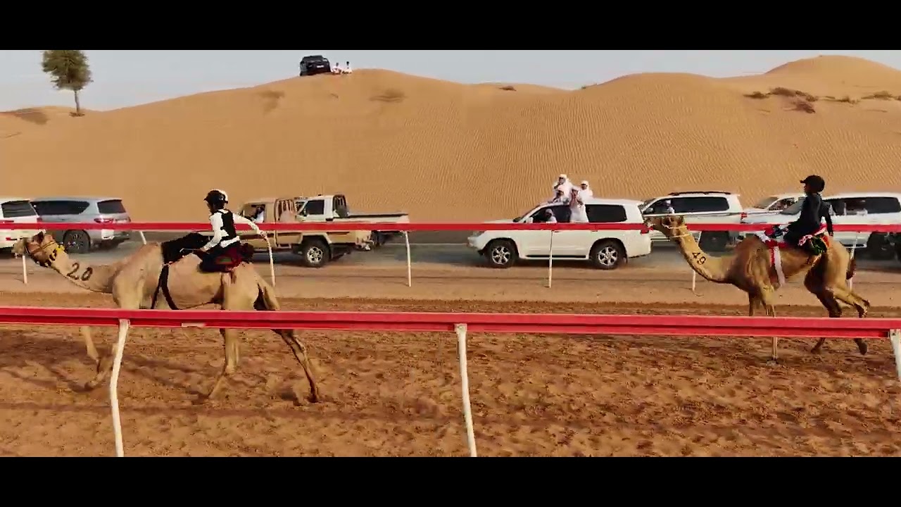 اللبسة 12-07-2025 ش17 محمد انس هلال العليلي