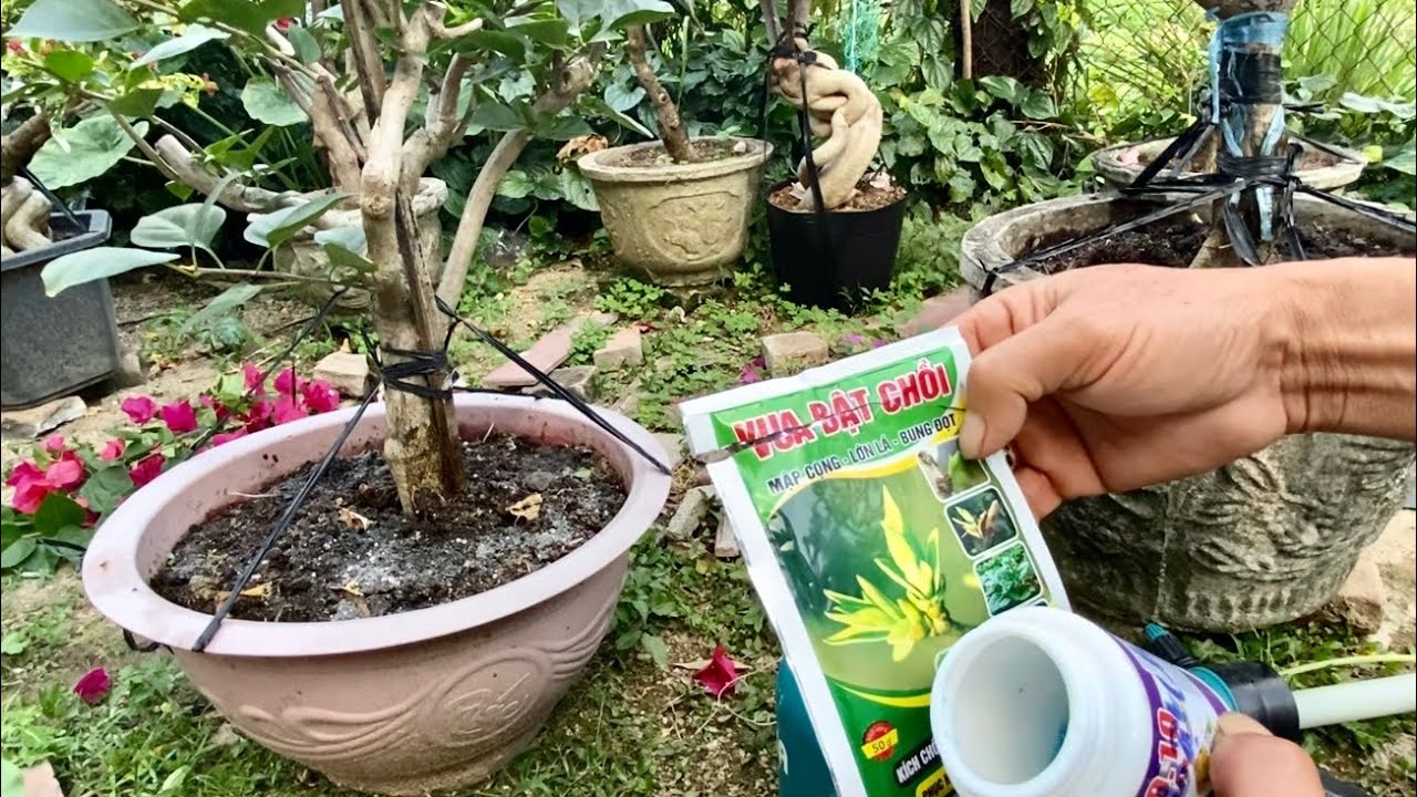Phục hồi hoa giấy sau Tết bật nhiều mầm chồi, cây siêu khoẻ