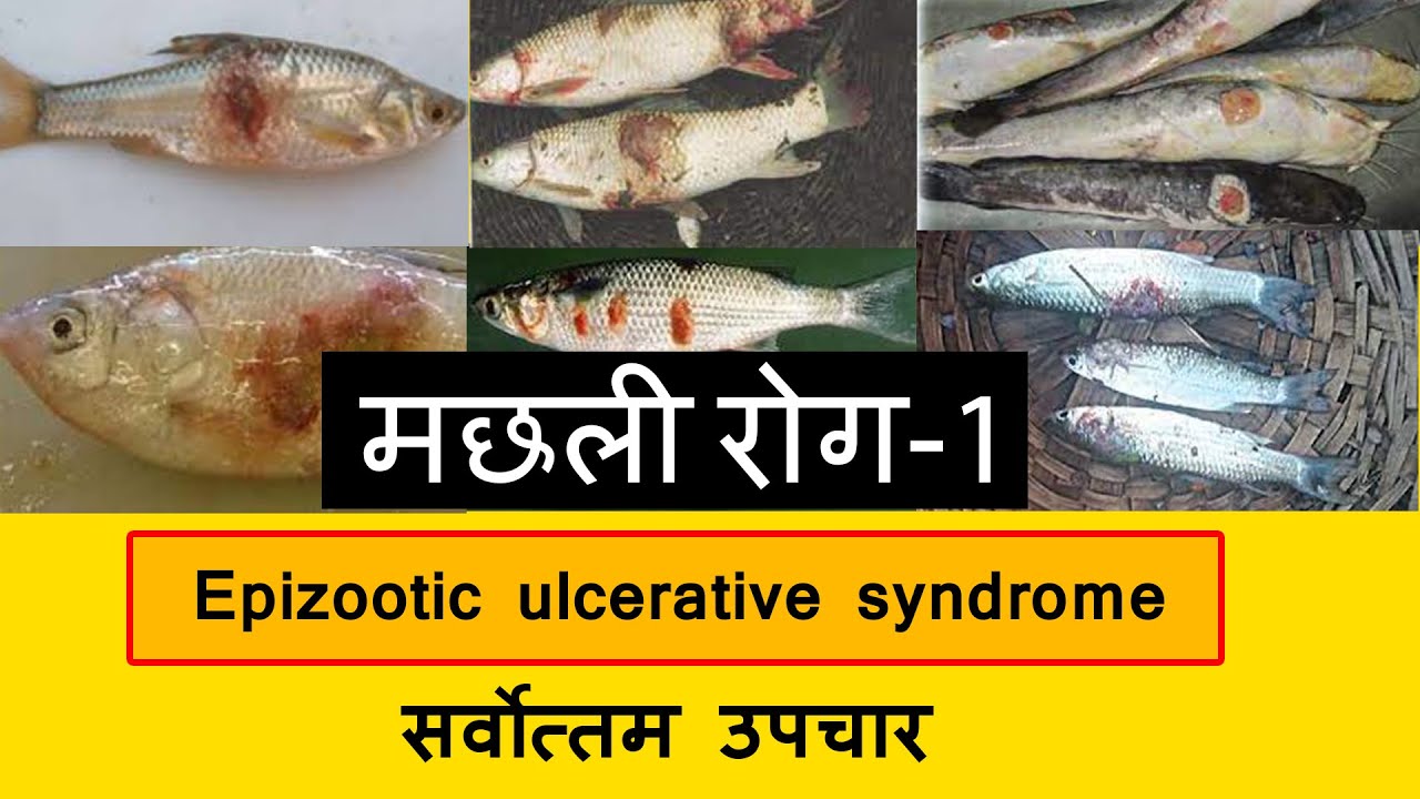 Fish Disease-1 (EUS) | सबसे अच्छा इलाज | लाल धब्बा | मछली रोग का उपचार
