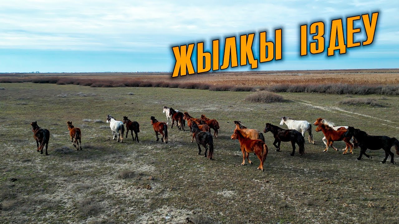 Жылқыларды іздеп. Үйдегі аттар қашып кетті