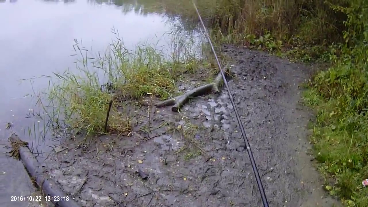 22.10.2016 - Zielonka Glinianki - Szczupak 52 cm