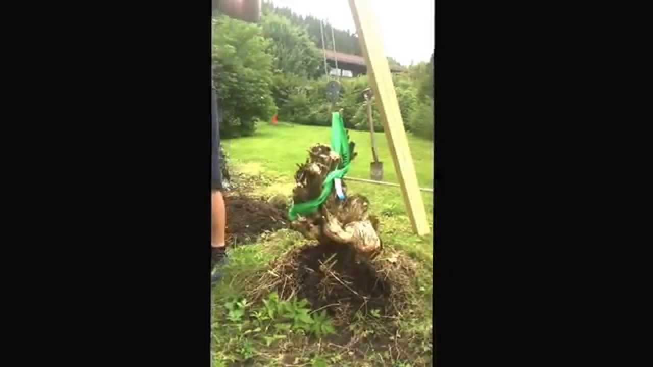 Demo: Stubbebryter, Stubbejekk, Jekketalje