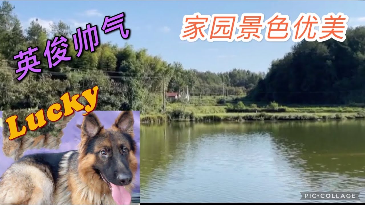 2021-10-2 Stray dogs rescue in Wuhan China 救回来的德牧四五天不吃东西只喝水，但是精神特别好两个人都拉不住。