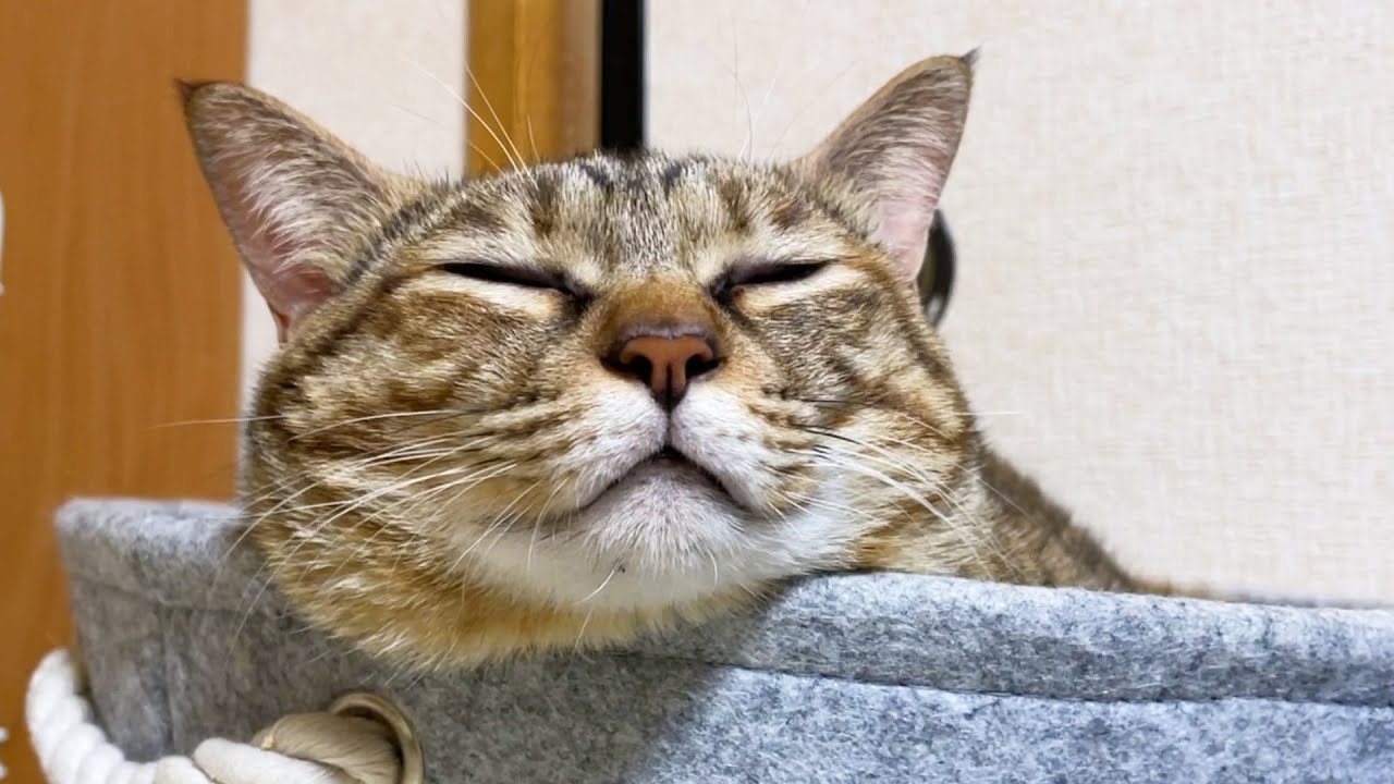 寝る前の麦わら猫はこうして飼い主に甘えます♡