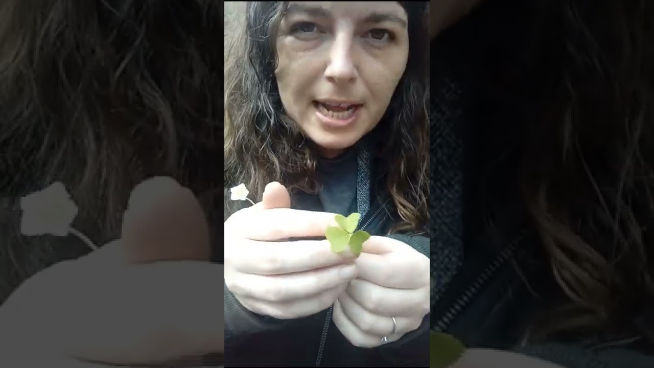 Can you eat Wood Sorrel? #foraging #shorts