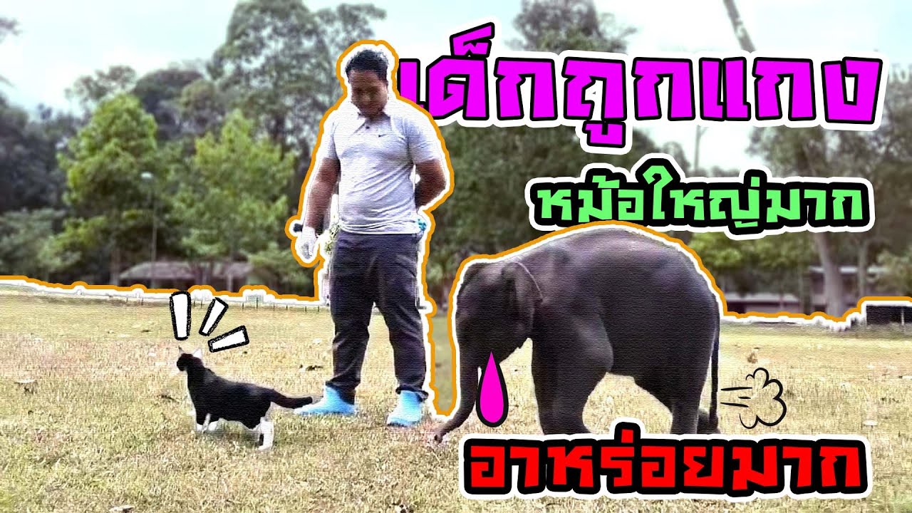 หมอเจี๊ยบ พี่ศร ตุลาตัวน้อย ออกกำลังกาย โดนแกงหม้อใหญ่ หลอกให้ไปไกล้แมว แล้วพี่ย่องหนี คลิปน่ารักมาก