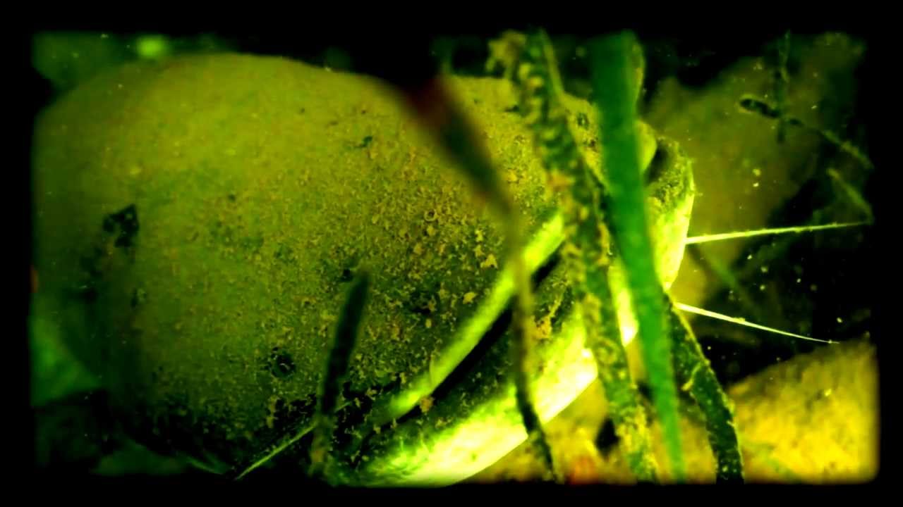 Poissons sauvages 1