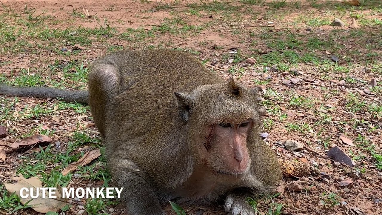 After Philip help Acheb, Marcus king monkey to fight with Skippy so make it difficult to eats food.