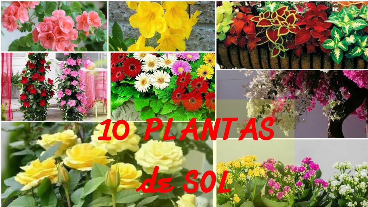 10 PLANTAS de SOL, Pimavera Verano, plantas de exterior 🌞