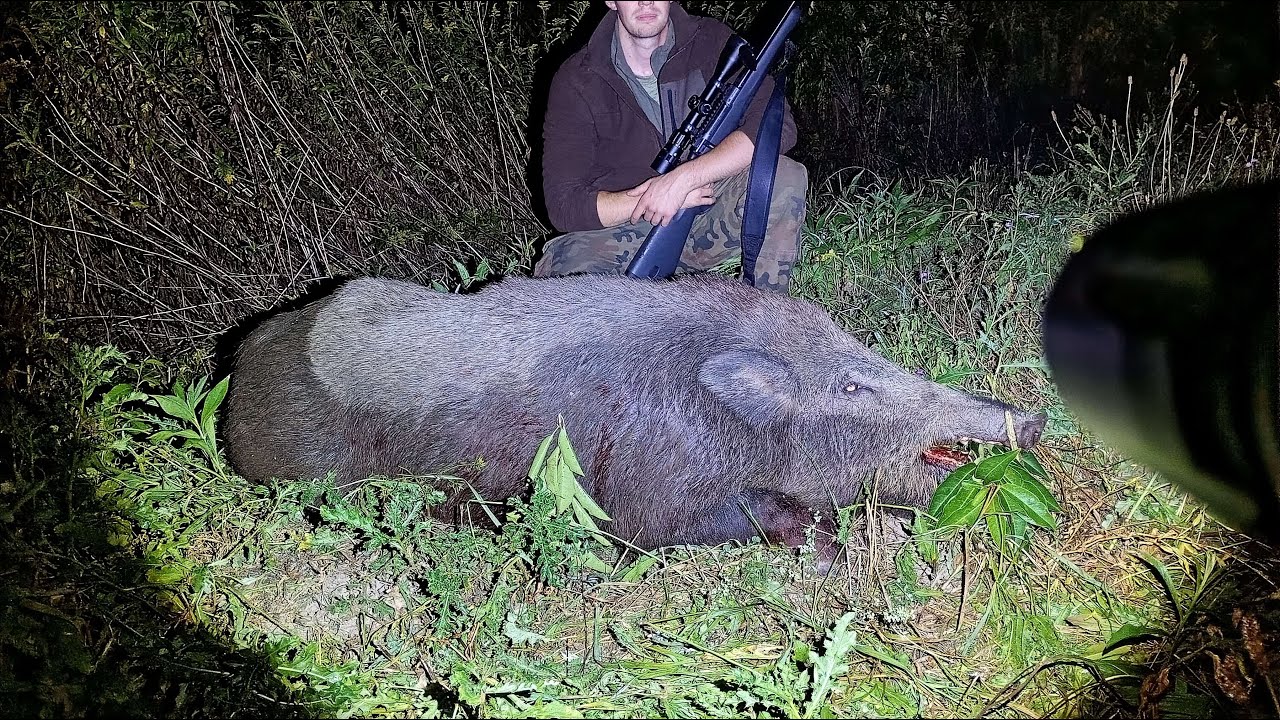 DUŻY DZIK z kukurydzy // PARD NV007.v2