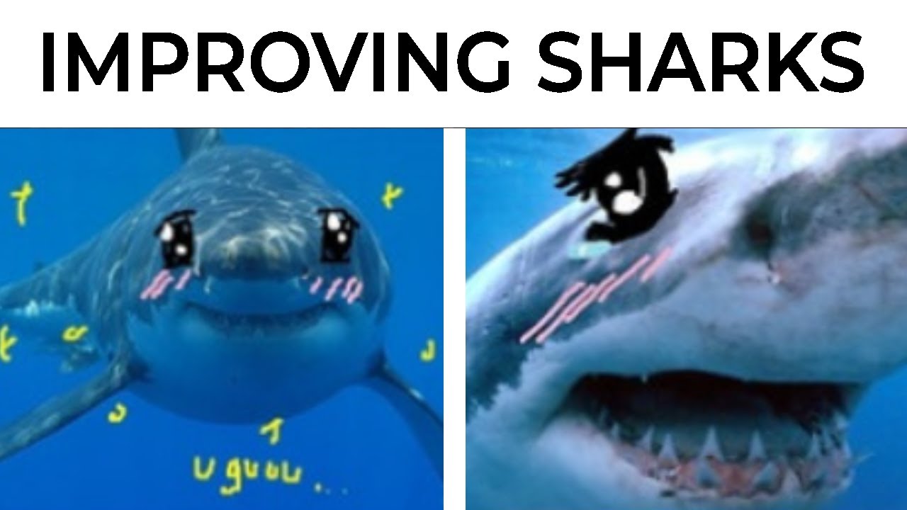 Shark Memes