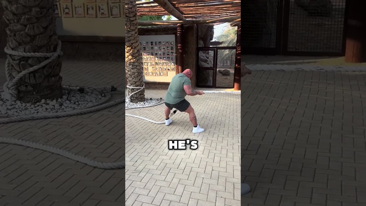 Tug Of War With A Lion