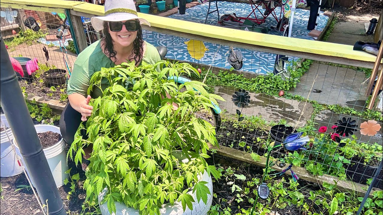Growing Cannabis from Seed - Planting Lemon Haze in the Garden + Sour Diesel Update #homegrown