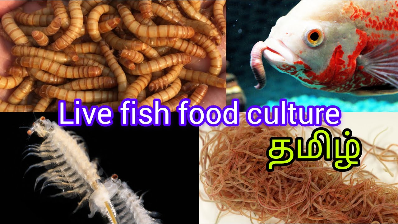 Live feed for Beta Fish 🐠 | Kolathur Fish market | 