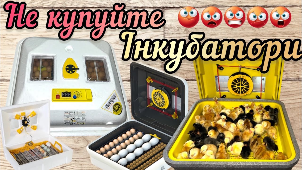 Чому не варто купляти інкубатор⁉️через це‼️🤔