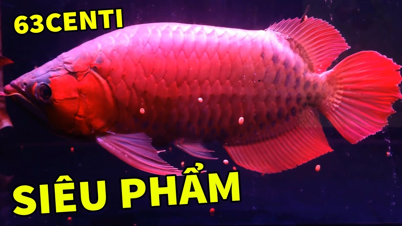 Review Nhiều Mẫu Huyết Long Mới Về Lúa Siêu Mềm, Tly Bói Chỉ 950lua | Rồng Cần Thơ 