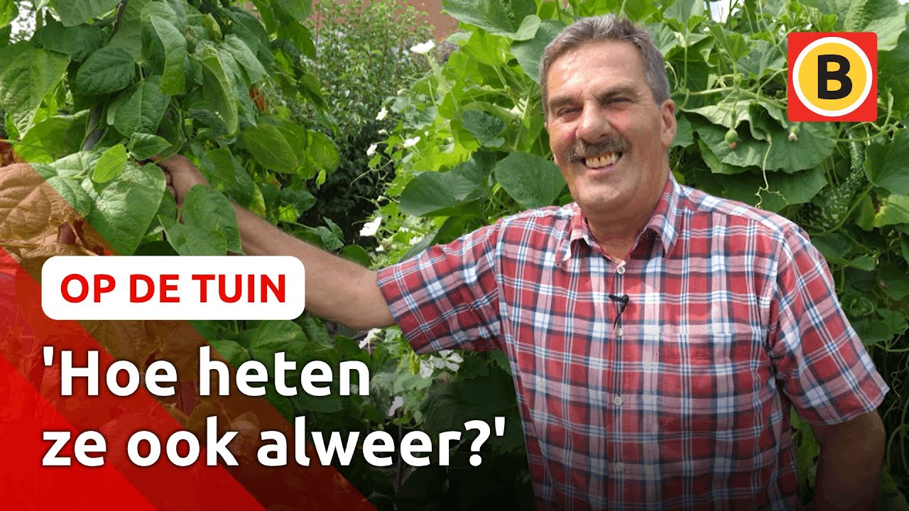 Ad verbouwt 'vergeten groenten' | Op de tuin