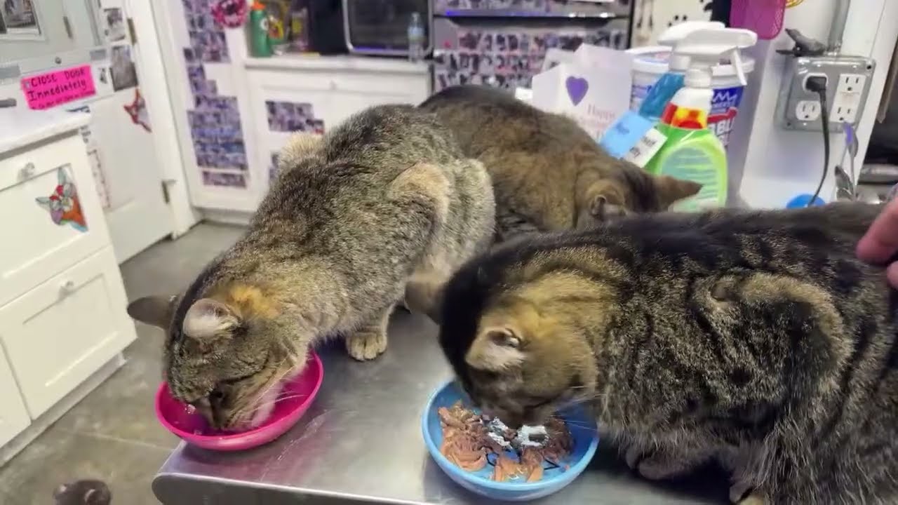 Furball Farm Cat Sanctuary is live!