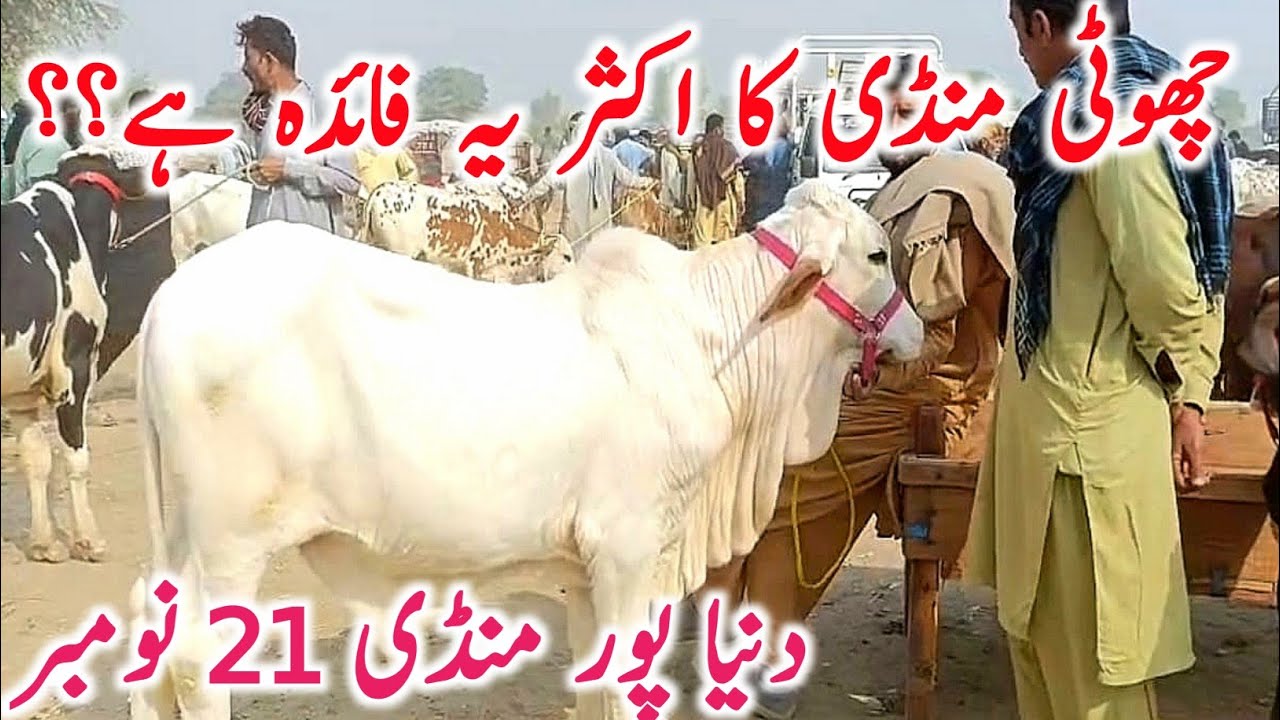 Dunyapur Mandi | Australian Friesian Heifers, Sahiwal Cholistani Bachre & Nili Ravi Kattian Update