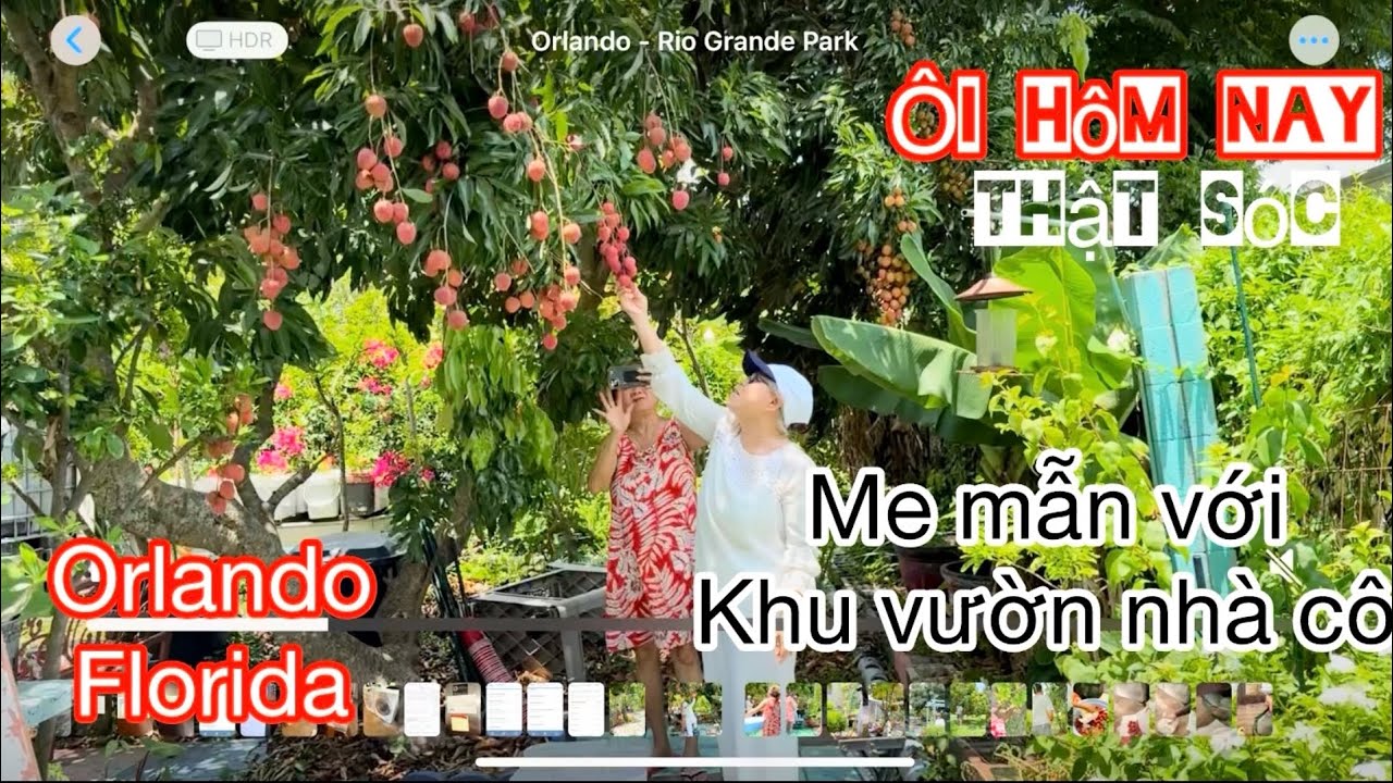 Cuộc sống orlando florida có vườn trái xum xuê. Cô cho hái trái cây trúng mùa đã tay vui mắt 🤗🥰 LOVE