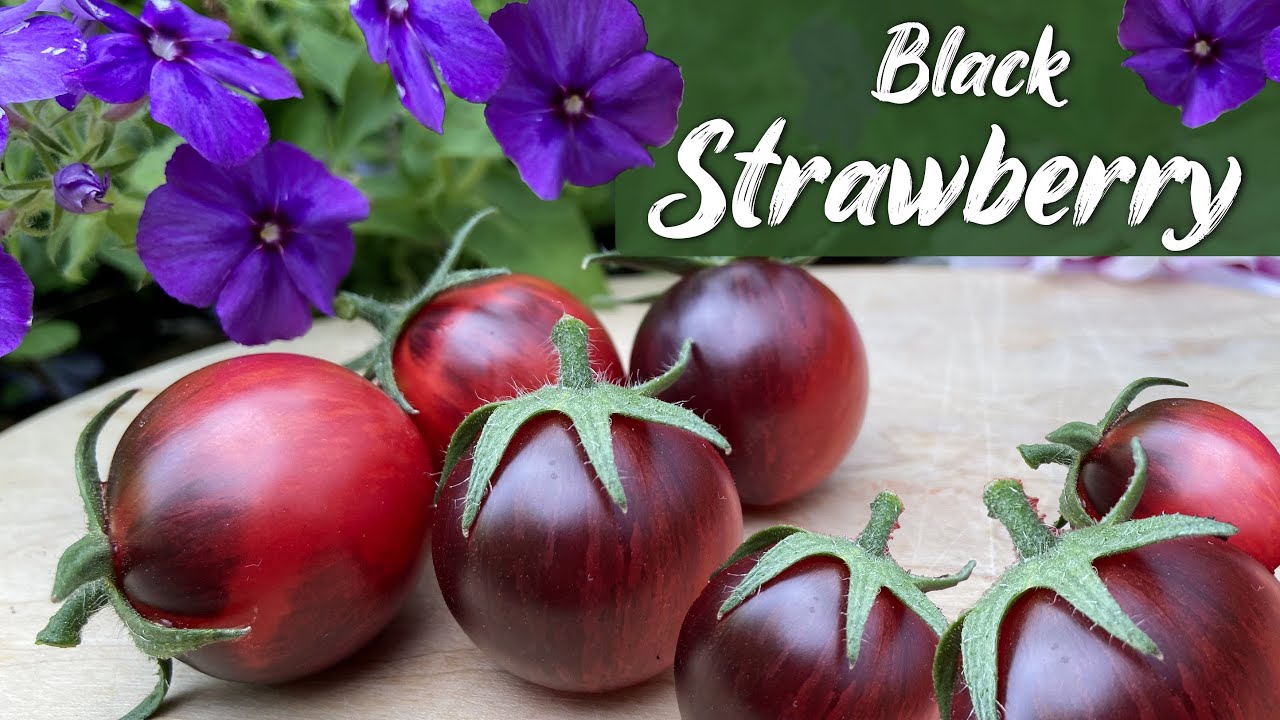 Black Strawberry - Seltene & wunderschöne Cherrytomate aus den USA