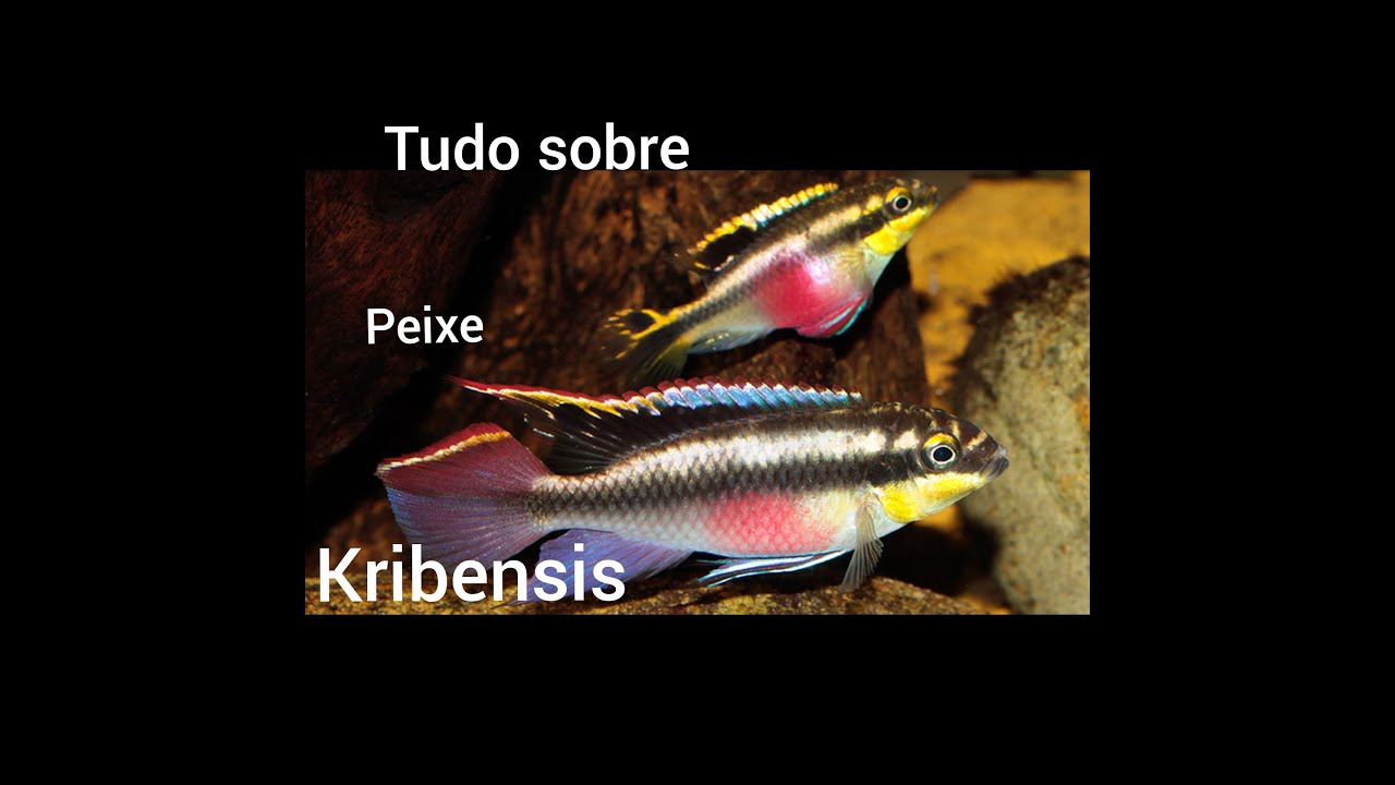 Tudo sobre kribensis