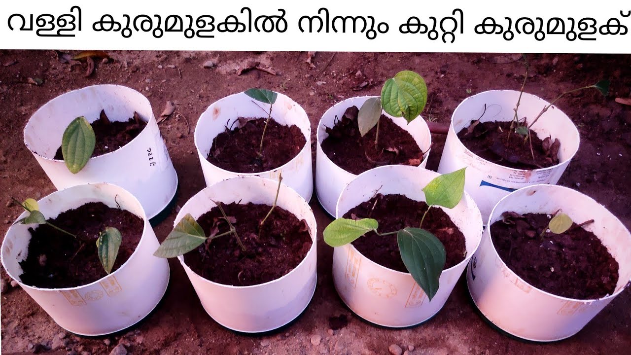 വള്ളി കുരുമുളകിൽ നിന്നും കുറ്റി കുരുമുളക് |100% success|part 2|bush pepper