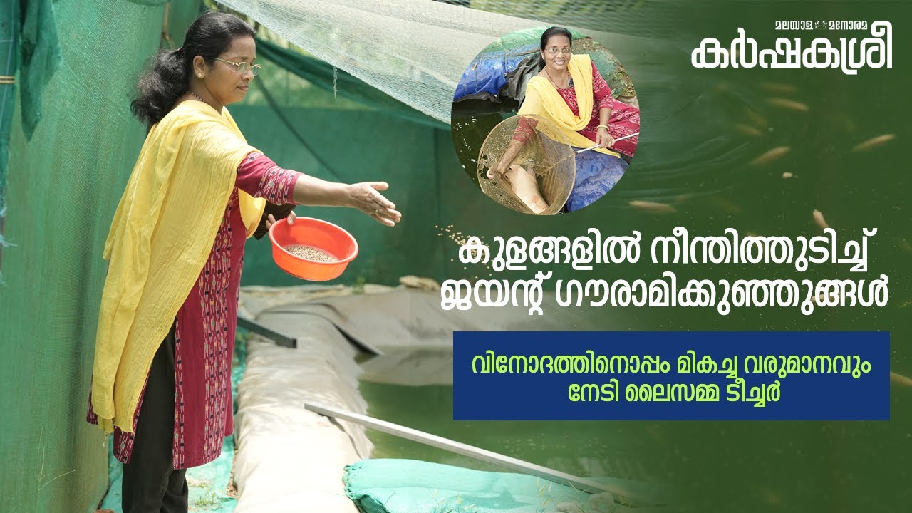 കുളങ്ങളിൽ നീന്തിത്തുടിച്ച് ജയന്റ് ഗൗരാമിക്കുഞ്ഞുങ്ങൾ; വിനോദത്തിനൊപ്പം വരുമാനവും നേടി ലൈസമ്മ ടീച്ചർ