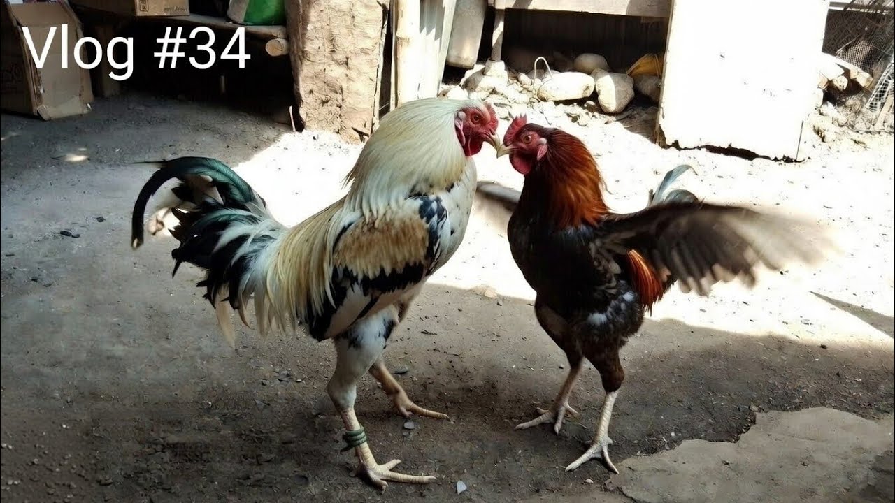 Vlog #34 | Simple Loft Vlog | Rooster Vlog