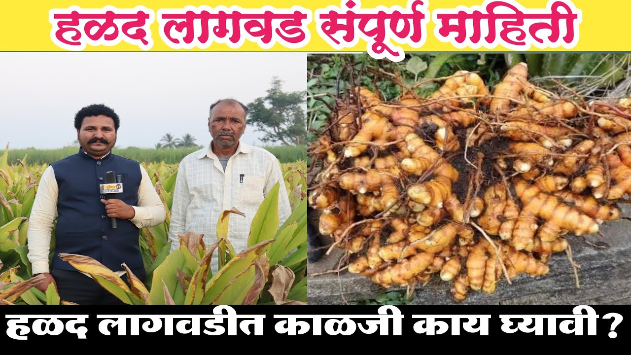 हळद पिकाची संपूर्ण माहिती | हळद लागवड तंत्रज्ञान | Halad lagvad mahiti | हळद खत व्यवस्थापन