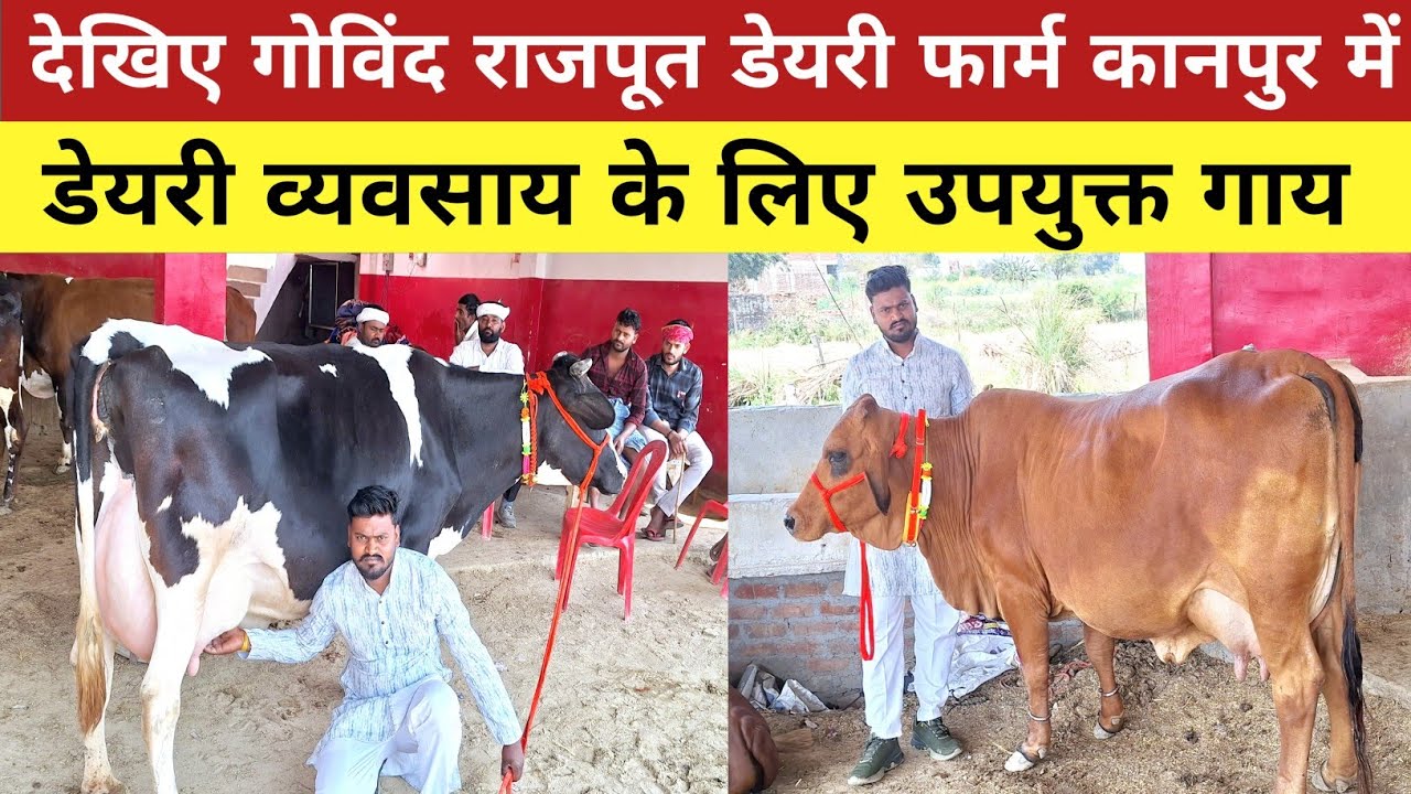 डेयरी व्यवसाय के लिए कानपुर यूपी में सबसे अच्छी और सस्ती गाय यहाँ || govind rajput dairy farm