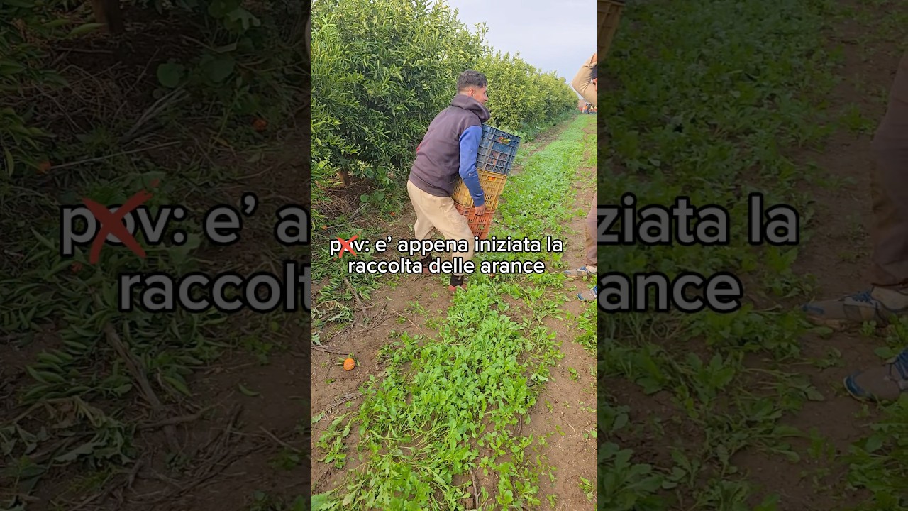 La Raccolta delle Arance si trasforma in qualcosa di Esilarante