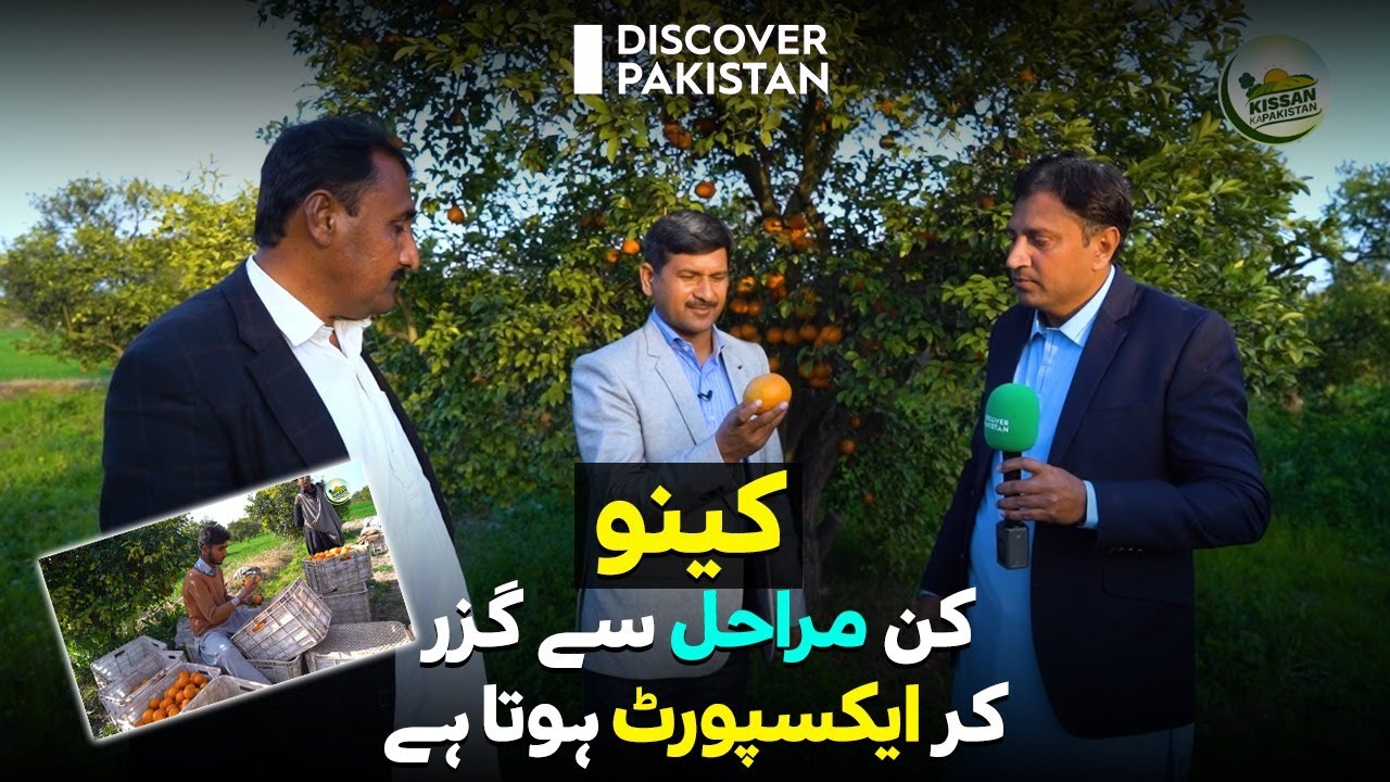 Pakistan Main Kinu Ki Paidawar Kaise Hoti Hai | Kisan Ka Pakistan | Discover Pakistan TV