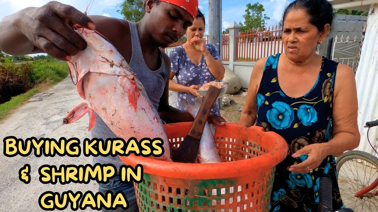 BUYING KURASS #FISH  AND SHRIMP IN #GUYANA