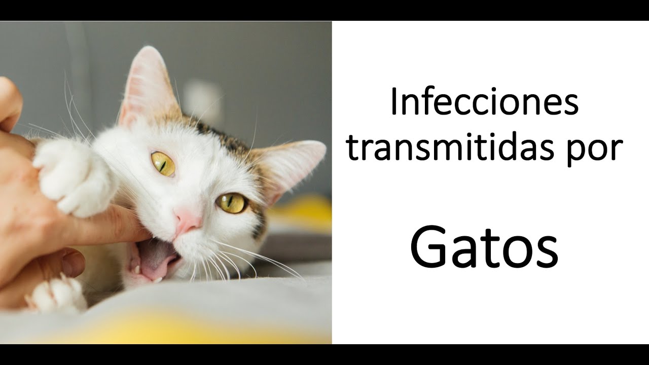 Infecciones transmitidas por gatos - Arañazo de gato