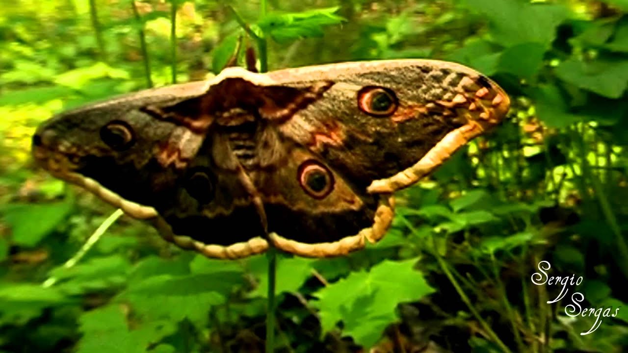 SATURNIA PYRI