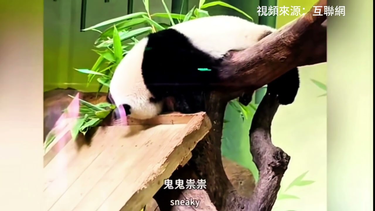 長隆大熊貓妹豬讓大良外公脊背發涼的瞬間😆