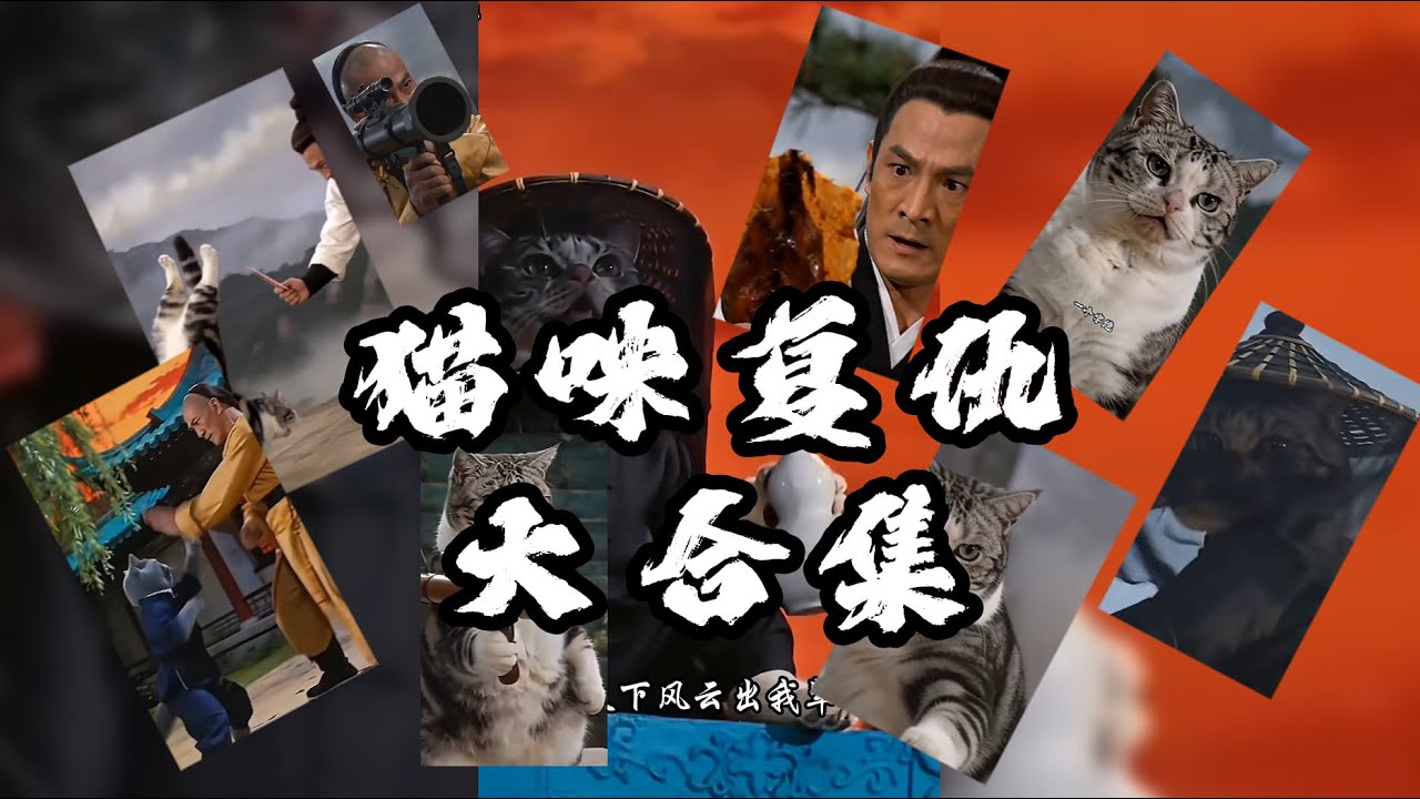 一次看个够-江湖猫咪复仇大合集#funny #cat #猫咪 #猫動画 #kungfu 