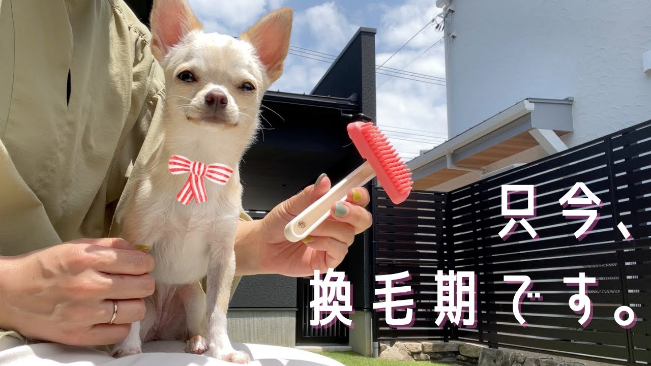 毛が抜ける抜ける！子犬スムースチワワの換毛期