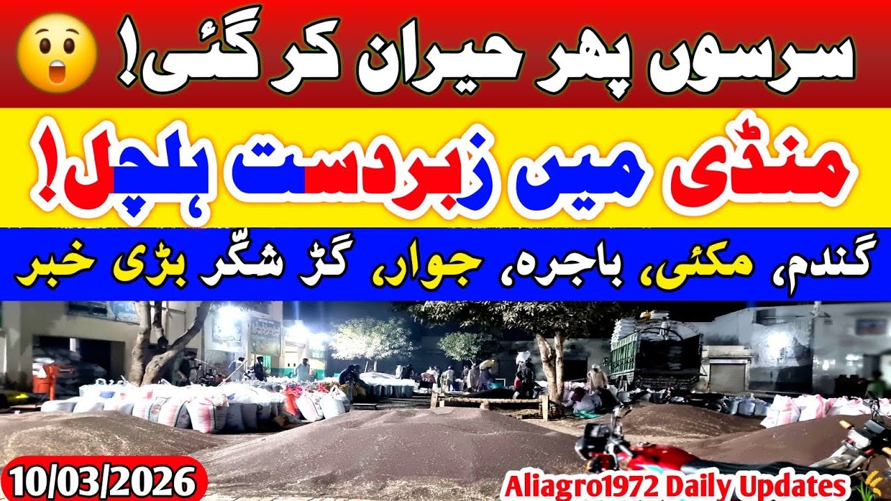 Sarson Phir Hairan Kar Gayi | Aaj Mandi Mein Kya Hua? | Gandum Makai Bajra Rate