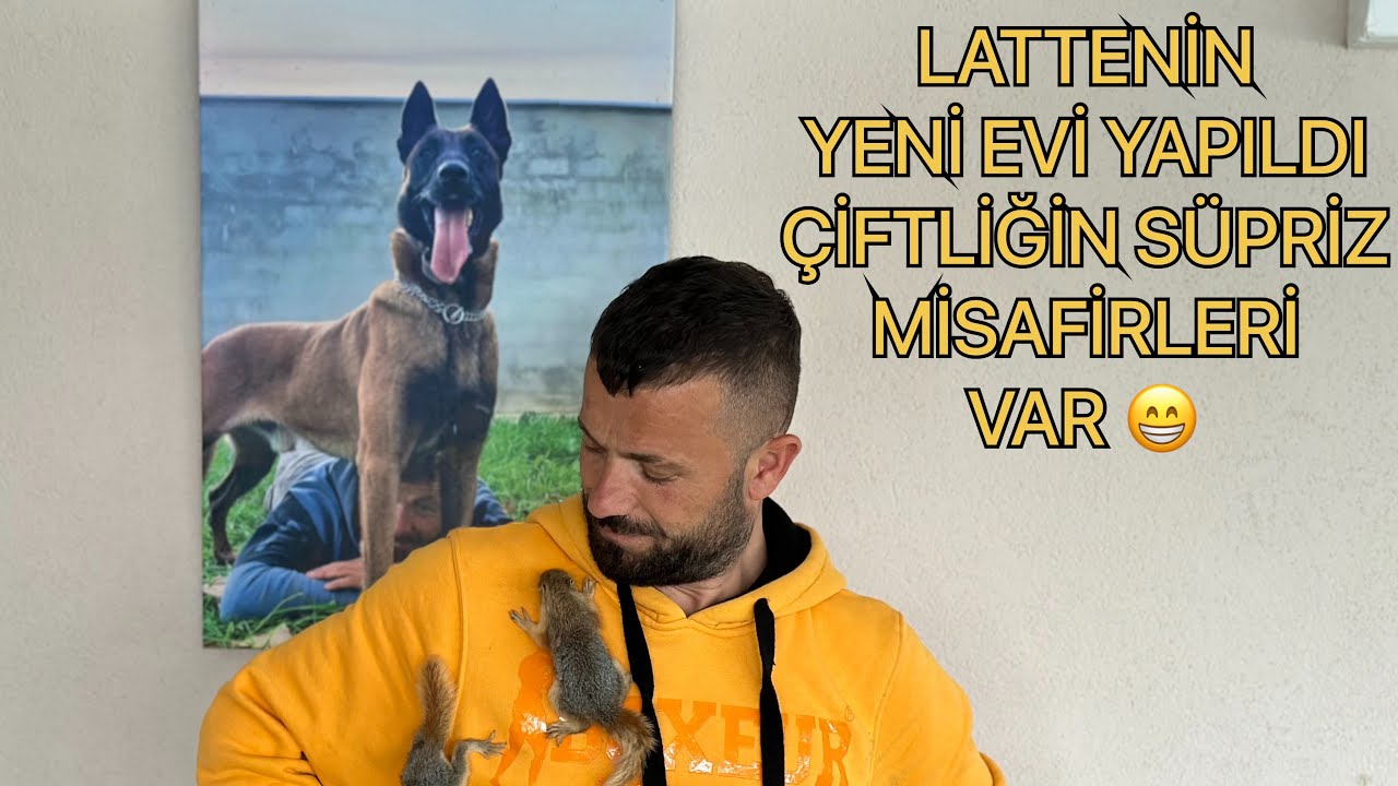 LATTENİN YENİ EVİ YAPILDI ÇİFTLİĞİN SÜPRİZ MİSAFİRLERİ VAR 😁 #eyüpdoğan #belçikakurdu #eydog #